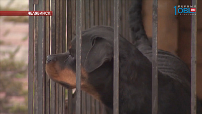 Два ротвейлера растерзали сотрудника кондитерской фабрики 