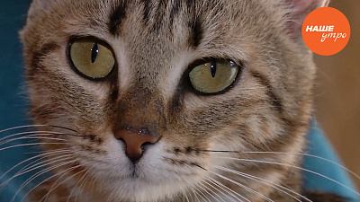 Лишай у кошек