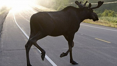 Водитель едва не сбил лося недалеко от Миасса