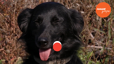 Собачий демодекоз – заражение патогенным клещом