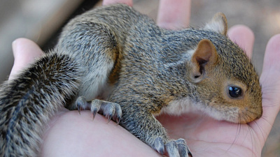 Бельчонок во дворе жилого дома