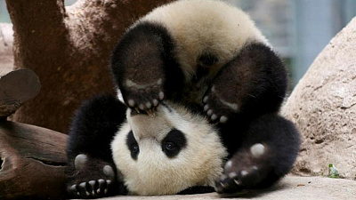 Подборка ивдео с забавными животными