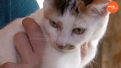 Пушистое утро: Чесотка у домашнего питомца