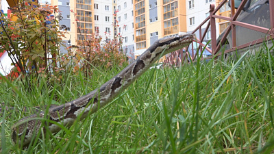 На детской площадке в Пласте увидели питона