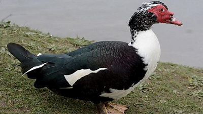 Редкую птицу сняли на видео в НП "Таганай"