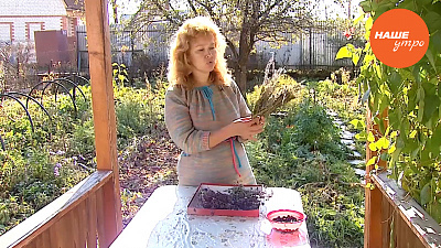 Сушим и храним травы