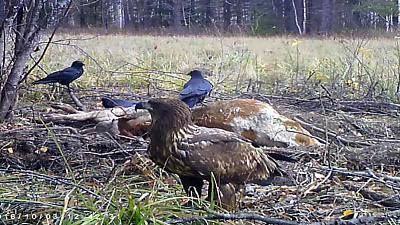 Краснокнижного беркута впервые сняли на видео в лесу под Катав-Ивановском