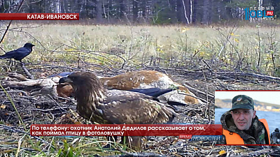 Беркут попал в объектив фотоловушки