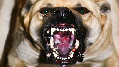 Стая собак растерзала припаркованный автомобиль