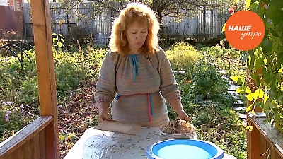 Сушим корни валерианы