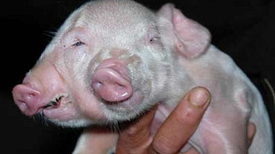 Поросёнка с двойным рылом и тремя глазами сняли на видео