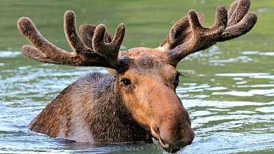 На месте падения метеорита замечены рогатые пловцы