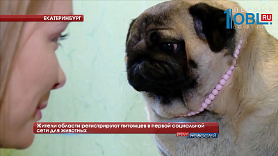 Жители области регистрируют питомцев в первой социальной сети для животных