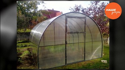 Размножаем черноплодную рябину