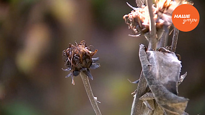 Трава девясил