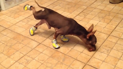 Лапки в тапках. Как собаки учатся ходить в обуви Лапки в тапках. Как собаки учатся ходить в обуви