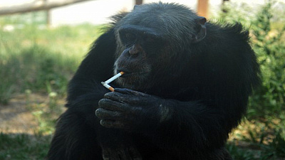 Курящий шимпанзе в зоопарке стал звездой интернета