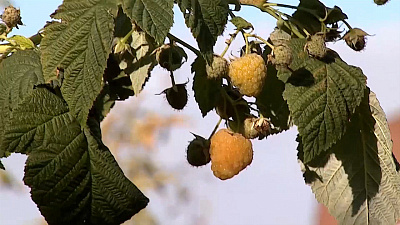 Полуремонтантная малина