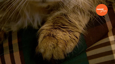 Котенок в вашем доме