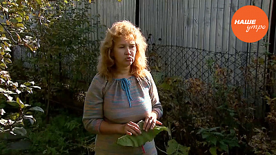 Трава девясил – что в ней такого