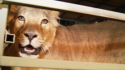 Челябинская хищница улетела в Крым в одном самолёте с людьми