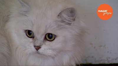 Кошкин дом в саду