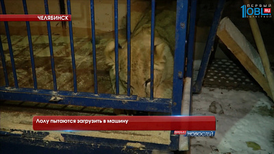 Лолу пытаются загрузить в машину