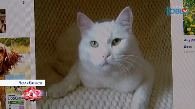 КИСКИ ОНЛАЙН 