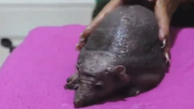 Как правильно делать массаж лысому ежу