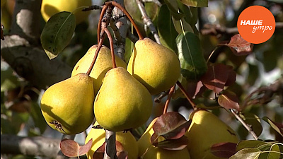 Как сохранить урожай до поздней осени