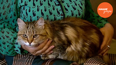 приручаем котенка к туалету