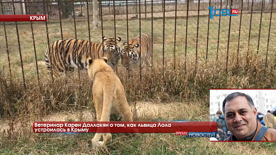 Ветеринар Карен Даллакян о том, как львица Лола устроилась в Крыму 