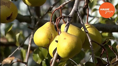 поздние сорта груш