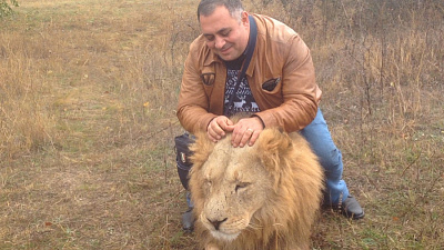 Челябинец устроил фотосессию в вольере с 30 львами