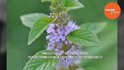 Успокоить нервы мятой