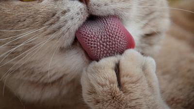 Кота-интеллигента сняли на видео