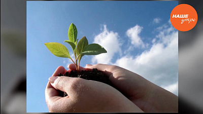 Выбираем саженцы, чтобы в новом сезоне  радоваться урожаю