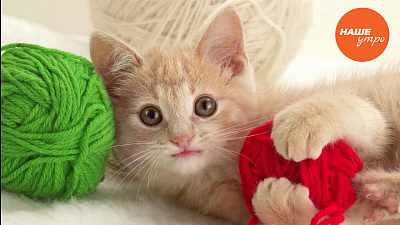  Игрушки для домашних питомцев