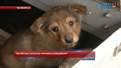 Челябинцы пытались линчевать живодёров?