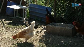 Моя деревня. Малиновка