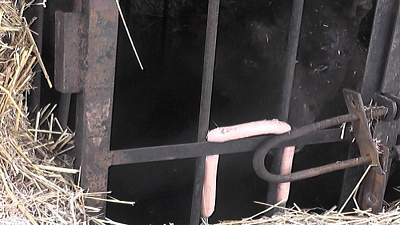 Троицкий медведь после пожара стал агрессивным