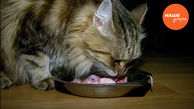 Чем кормить кошку?