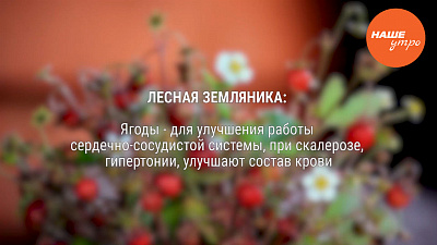 Земляника – не просто вкусно, но и полезно