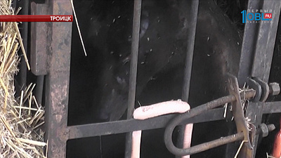 Троицкий медведь Гоша жив