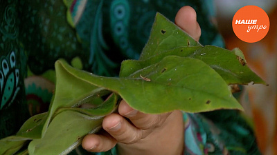 Медуница – полезная трава