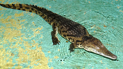 Крокодил напал на семейную пару