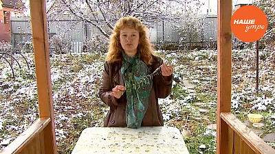 Лечебные свойства травы «вероники»