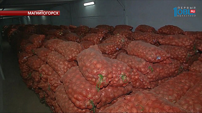 В Магнитогорске заготавливают овощи для школ, больниц и детских садов