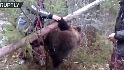Ревущего от боли медвежонка спасли охотники