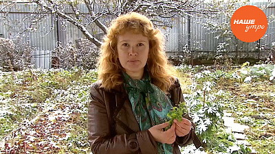 Знахарь: Заряжаемся витамином С